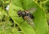 Blepharipa pratensis